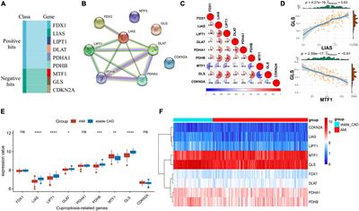 Identification of GLS as a cuproptosis-related diagnosis gene in acute myocardial infarction